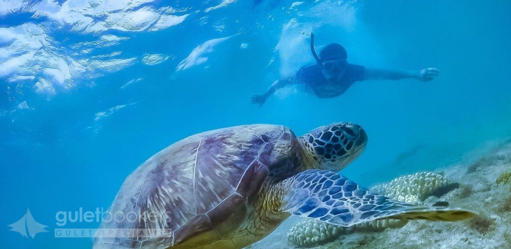 Caretta Caretta Kaplumbağları